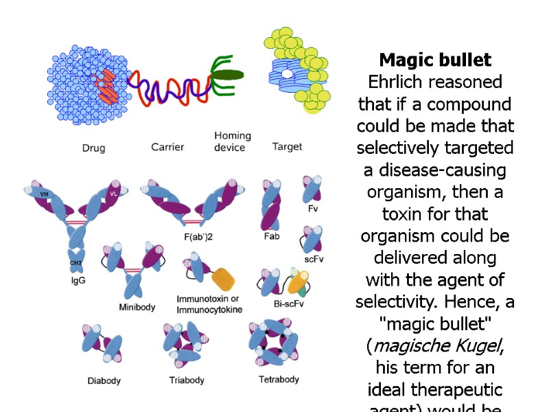 Magic bullet Ehrlich reasoned that if a compound could be made that selectively targeted